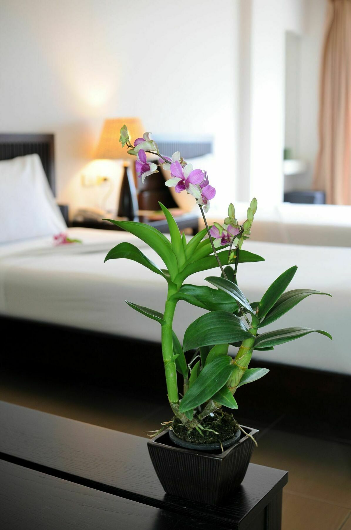 Kasemsarn Hotel צ'נטאבורי מראה חיצוני תמונה